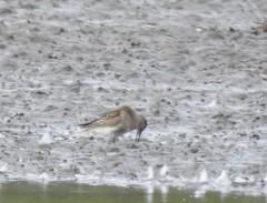 Calidris alpina