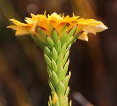 Lachnaea aurea