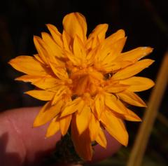 Lachnaea aurea