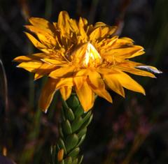 Lachnaea aurea