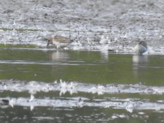Calidris alpina