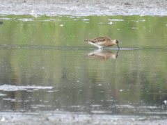 Calidris pugnax