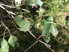 Crataegus compacta