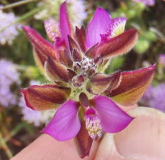 Polygala pubiflora
