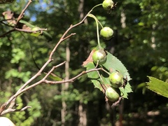 Crataegus compacta