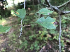 Crataegus compacta