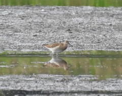 Calidris pugnax