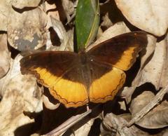 Eurytela dryope angulata