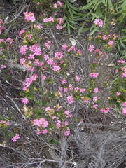 Acmadenia obtusata