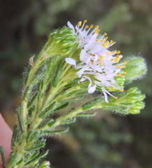 Agathosma serpyllacea