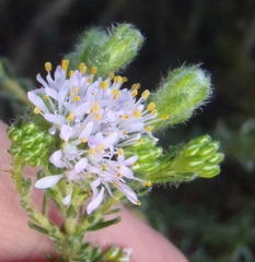 Agathosma serpyllacea