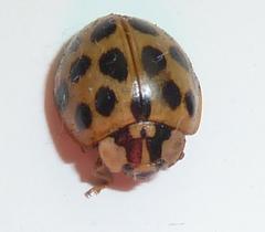 Harmonia axyridis