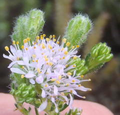 Agathosma serpyllacea