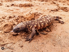 Heloderma suspectum