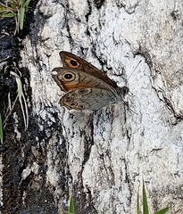 Lasiommata schakra