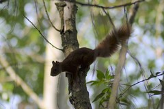 Sciurus vulgaris