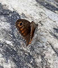 Lasiommata schakra