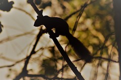 Sciurus vulgaris