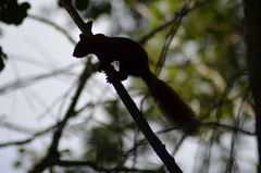 Sciurus vulgaris