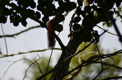 Sciurus vulgaris