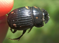 Copris minutus