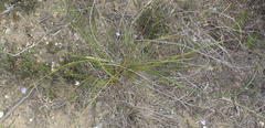 Lobelia linearis