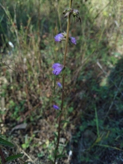 Campanula sibirica taurica