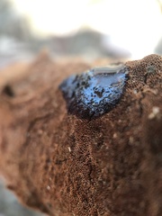 Fuscoporia ferruginosa