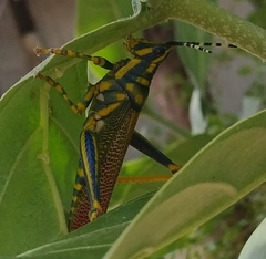 Poekilocerus