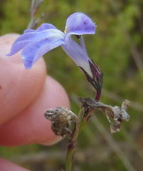 Lobelia linearis