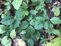 Rubus meracus