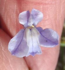 Lobelia linearis