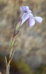 Lobelia linearis