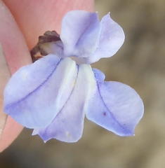 Lobelia linearis