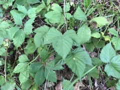 Rubus meracus