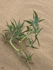 Agriophyllum pungens