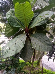 Ixoroideae