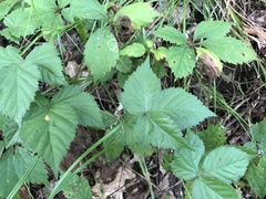 Rubus meracus