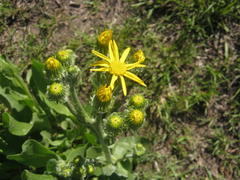 Senecio coronatus