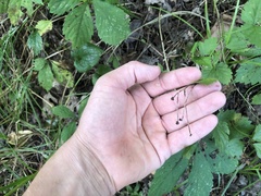 Rubus meracus
