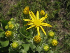 Senecio coronatus