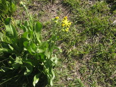 Senecio coronatus