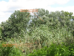 Phragmites australis altissimus