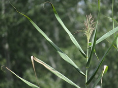 Phragmites australis altissimus