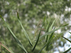 Phragmites australis altissimus