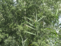 Phragmites australis altissimus
