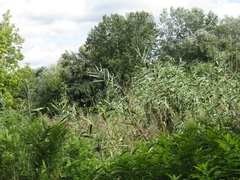 Phragmites australis altissimus