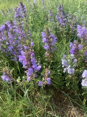 Dracocephalum foetidum