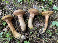 Xerocomus ferrugineus