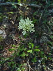 Cephalaria coriacea